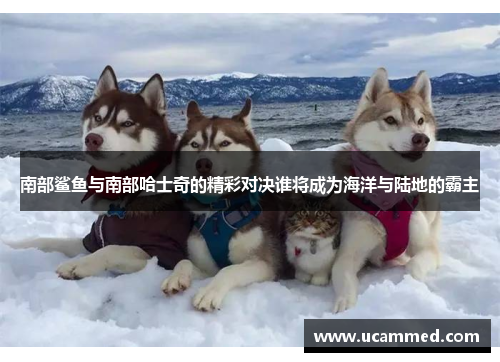 南部鲨鱼与南部哈士奇的精彩对决谁将成为海洋与陆地的霸主