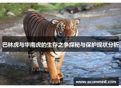 巴林虎与华南虎的生存之争探秘与保护现状分析